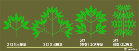 三出複葉植物|植物用語2